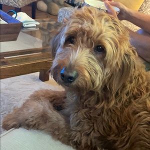 Meet your Posher, Holly